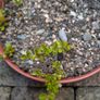 Cotoneasters-various sizes and prices Image 5