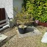 garden plants Image 4