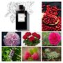 Moonlight Rose by Van Cleef & Arpels Image 2