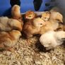 Day old chicks Image 3