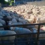 Romney 50 ewe lambs Image 4