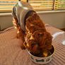 Dog Image 2