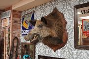 Vintage Wild Boar Shoulder Mount
