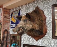 Vintage Wild Boar Shoulder Mount
