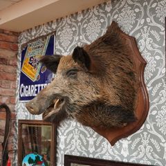 Vintage Wild Boar Shoulder Mount