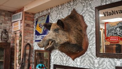 Vintage Wild Boar Shoulder Mount