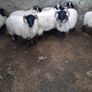 Mayo Ram Lambs x 22 Image 6