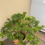 Big plant with clay pot Image 4