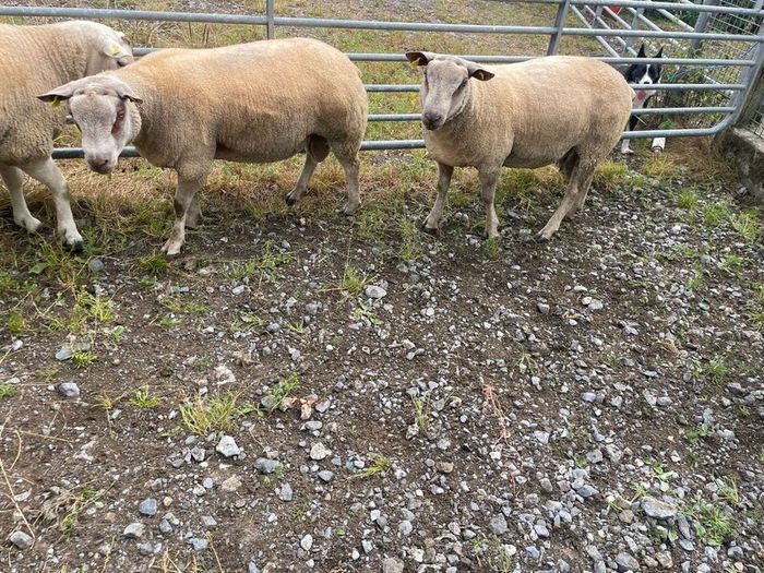 Charrolais x rouge ram