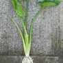 Tall White Calla Lily Image 2