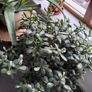 Money Plant / Jade Plant Image 3
