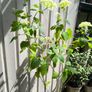 garden plants Image 2