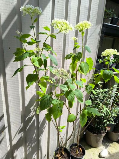 garden plants