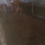 3 yearlings Image 6