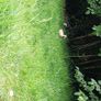 Laying ducks ,Laying hens and pekin bantams Image 8
