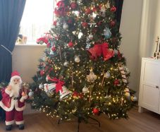 7ft Nebraska tree