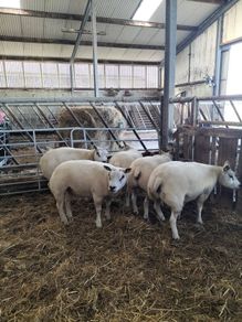 Pure Bred Beltex Ewe Hoggots and Rams