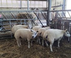 Pure Bred Beltex Ewe Hoggots and Rams