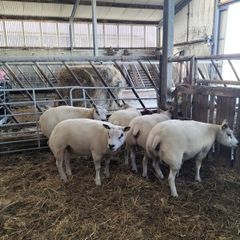 Pure Bred Beltex Ewe Hoggots and Rams