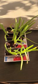 aloe vera plant