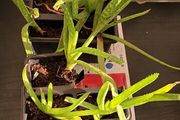 aloe vera plant