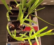 aloe vera plant