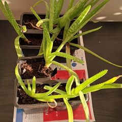 aloe vera plant