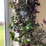 Plant -Tradescantia Zebrina Flame Dance Image 2