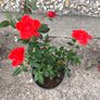 Rosa Drift Red Rose Plant Image 4
