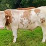 Organic Cattle Image 6