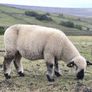 Hampshire Ram Lambs Image 5