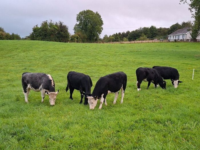 5 Heifers. 5 good condition heifers