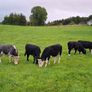 5 quality good condition cows. all grass fed. Image 6