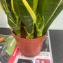Snake plants Image 6