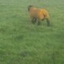 Pedigree registered suffolk ram lambs Image 7