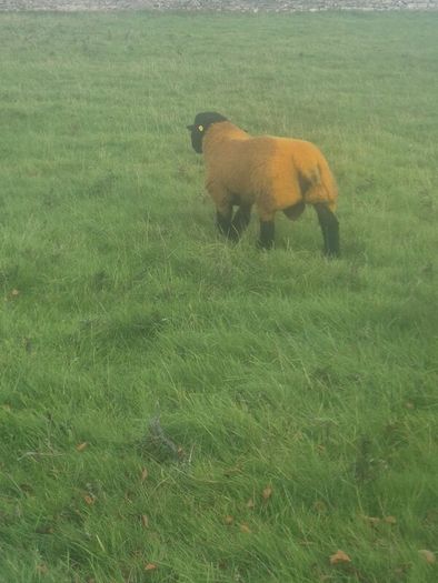 Pedigree registered suffolk ram lambs