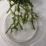 Willow Moss- Fontinalis antipyretica 80ml Oxygenator Image 2