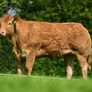 Limousin Sale of Heifers Image 3