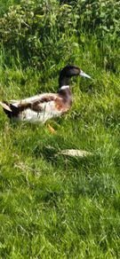 welsh harlequin Drake