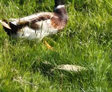 welsh harlequin Drake