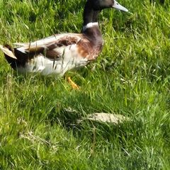 welsh harlequin Drake