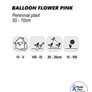 (B) Balloon Flower Pink seeds 0,1g (185202) Image 2