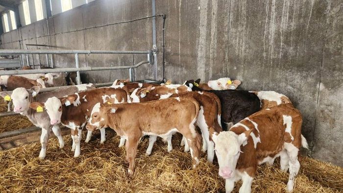 Calves