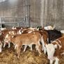 Calves Image 2