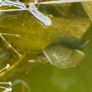 1 x Great Pond Snails, Lymnaea Stagnalis, Freshwater Snail, Pond and Tank Clean Up Image 6
