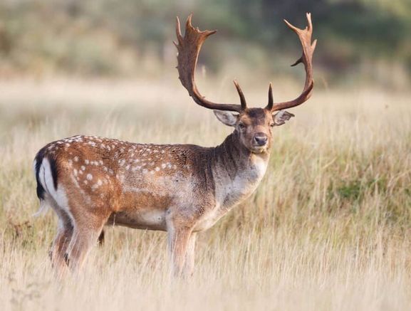 Deer Hunting/Culling Services