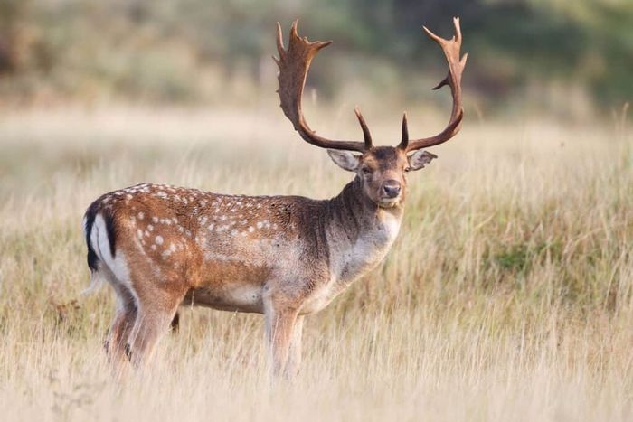 Deer Hunting/Culling Services