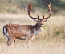 Deer Hunting/Culling Services