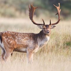 Deer Hunting/Culling Services