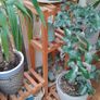 Plant Display Shelf Image 4